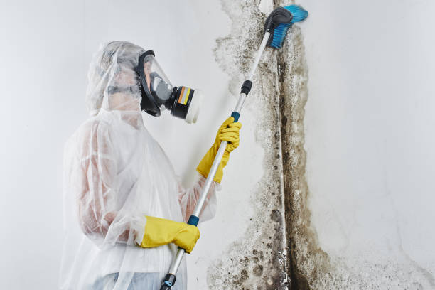 Best Mold Damage Repair  in Chuluota, FL