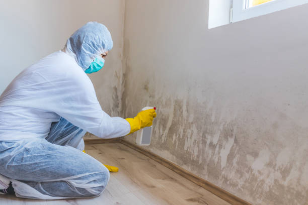 Mold Testing and Removal in Chuluota, FL