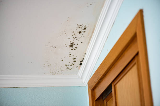 Professional Mold Removal in Chuluota, FL